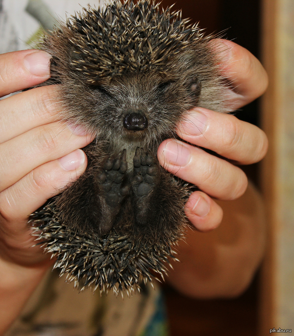 ��������� ����