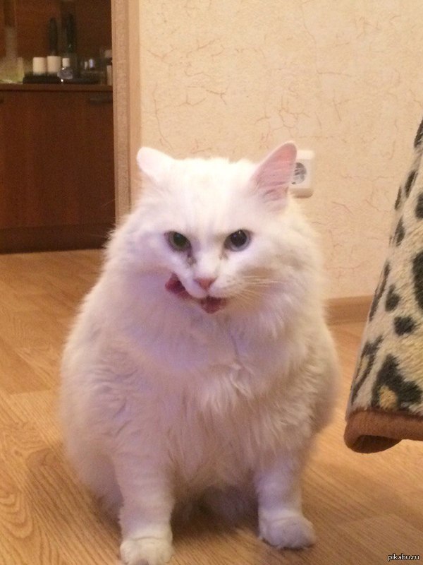 ��������� �������� � ��������.