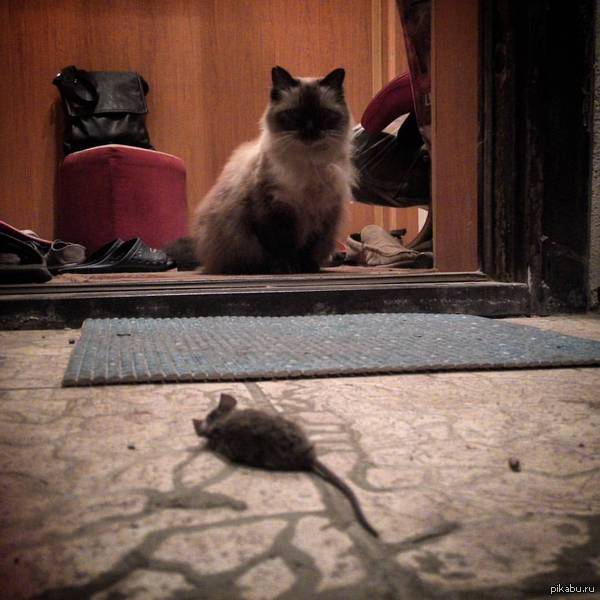 Удачная охота, вторая за вечер