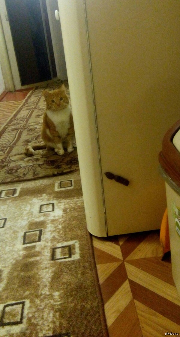 А тем временем, кот налаживает производство магнитиков, собственного производства из органических материалов.