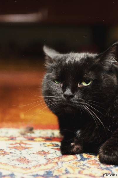 Не мое. Кот знакомого фотографа. Прекрасный и большой котяра.