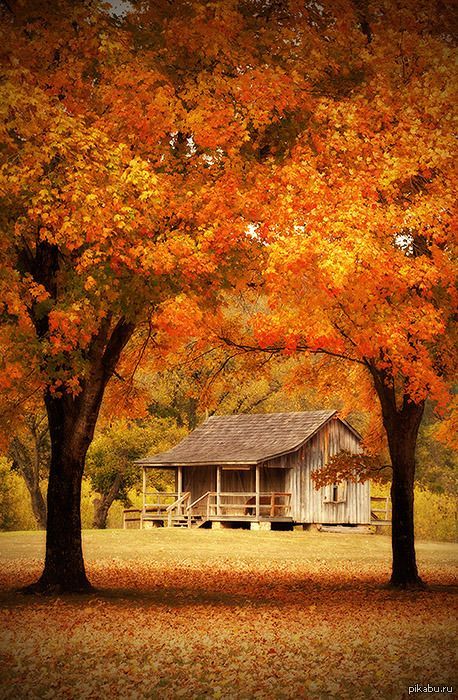 Дом В Осеннем Лесу Фото