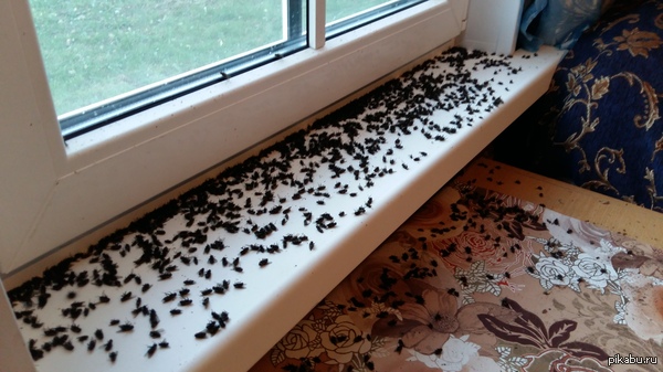 � ��� ������ �����