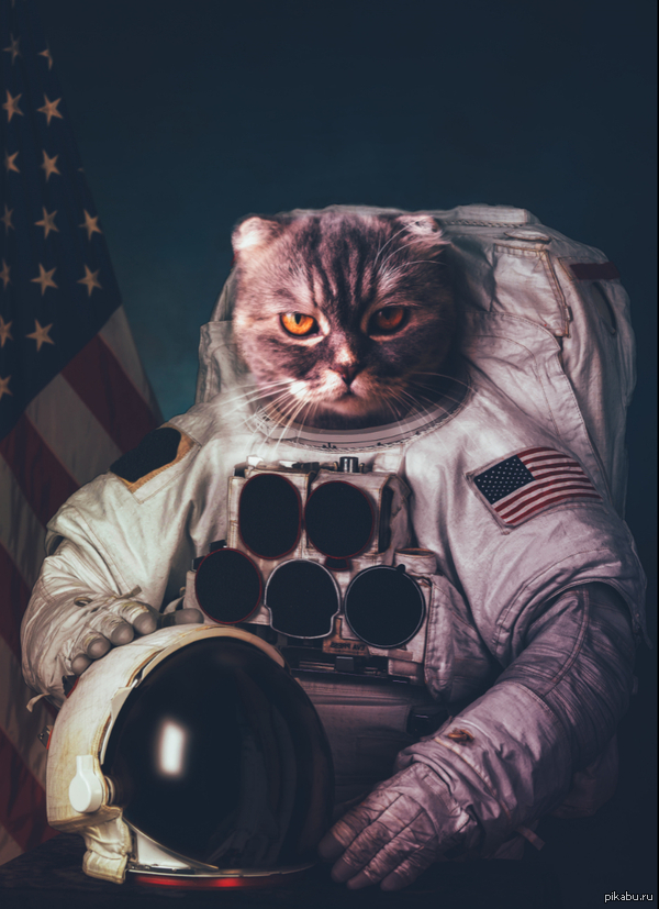 Catstronaut
