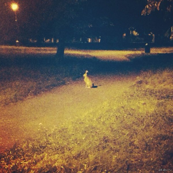 Забрали бабушку из деревни жить к нам. В селе она разводила зайцев и не смогла просто так оставить их.