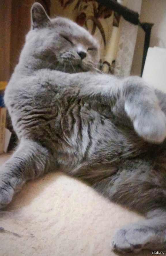 Мем от кота! | Пикабу