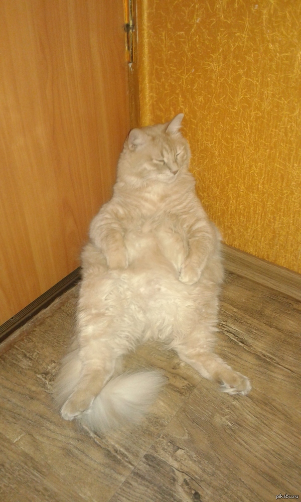 My cat Yasha. - Fullness, Fat man, cat, My