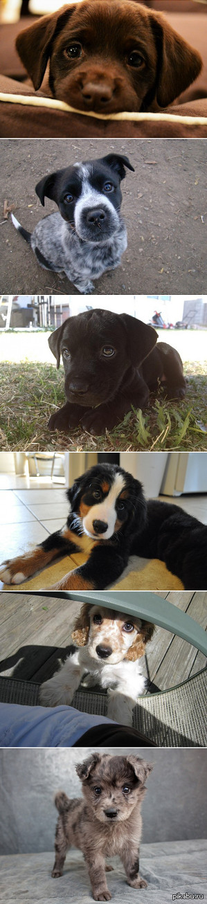 Для тех кто любит еще и щенков ^_^