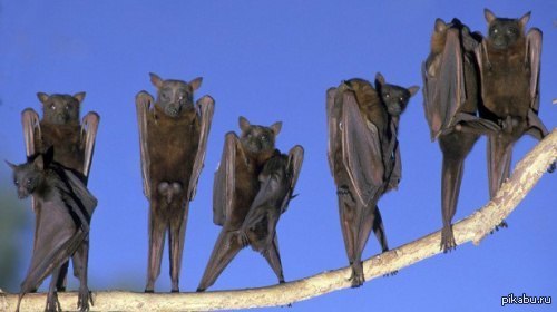 Гангста-бэтмены