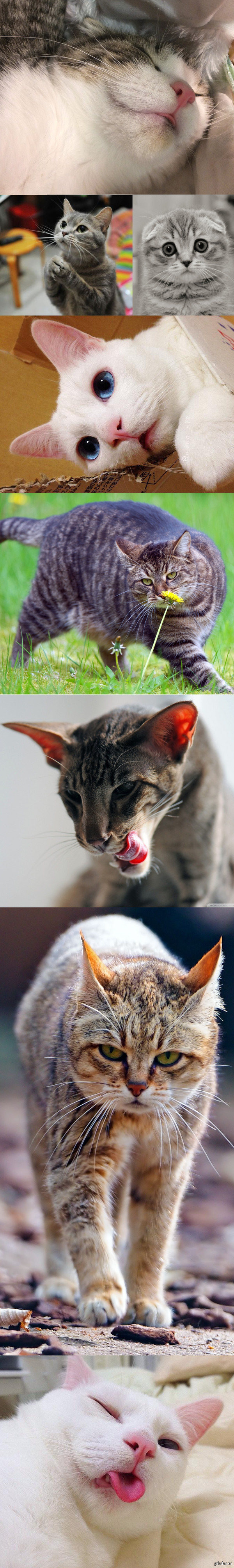 Нежных котиков пост.