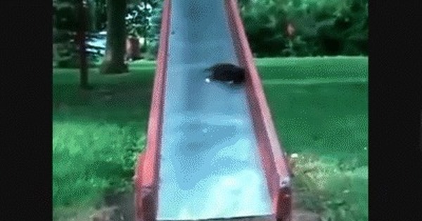 Escape failed - Cat and kittens, Slide, GIF, Tag, cat