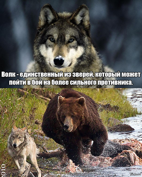 Единственное животное. Волк единственный из зверей. Волк пикабу. Я волк. Волк не царь зверей.