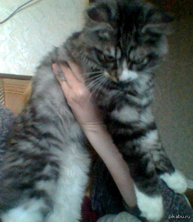 8 октября вечером, потерялся котенок 3-4 месяца, курильский бобтейл, серый с черными полосками, белые большие лапки, выскочил из квартиры