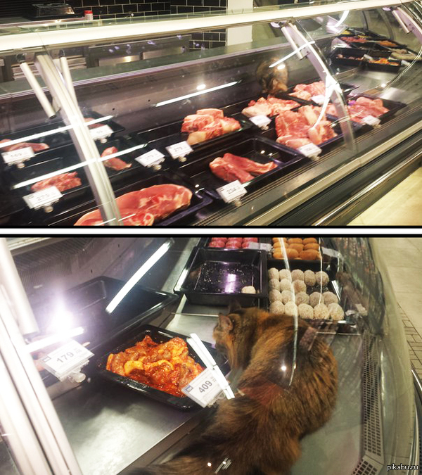  - !     SPAR,        .   ,      , ,   ,      !  (  )