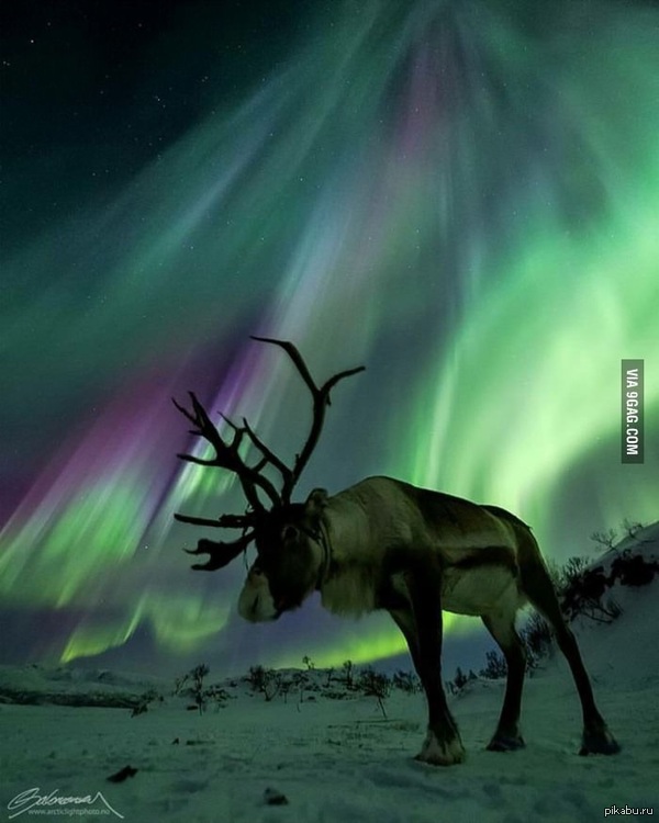 Добро пожаловать в Норвегию !