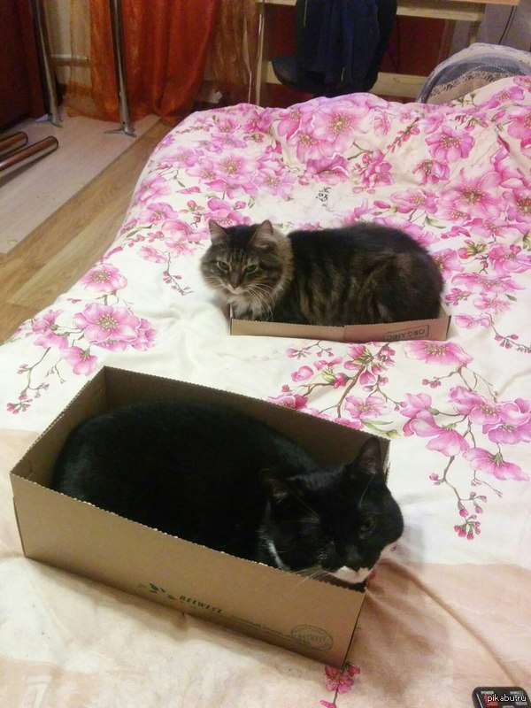 ������ ������ ���������� �� 5 ����� � �������...