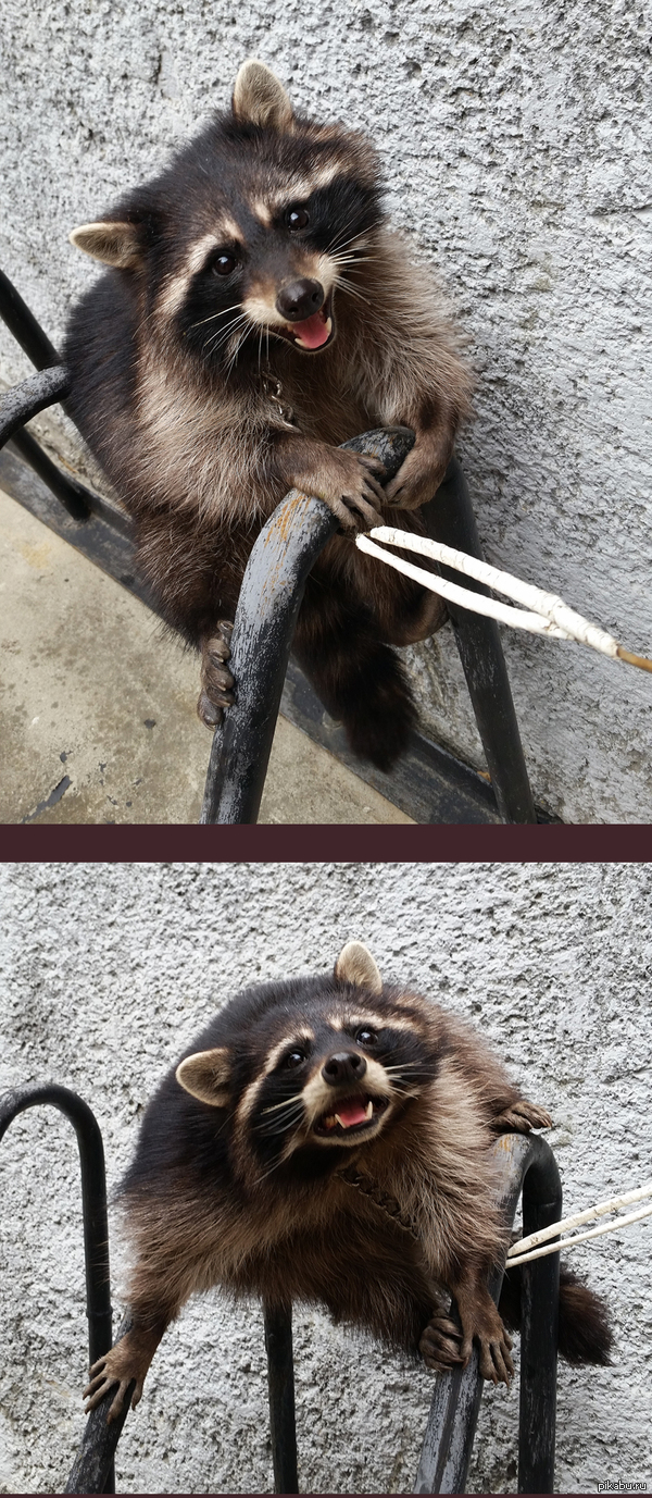 Сегодня нам на пару принесли енота из детского коррекционного центра