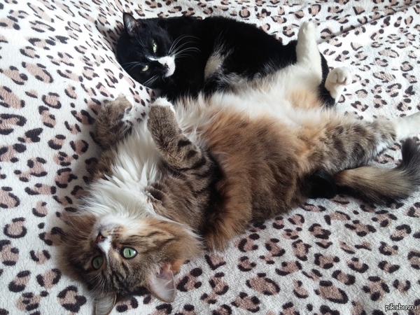 ��� ������