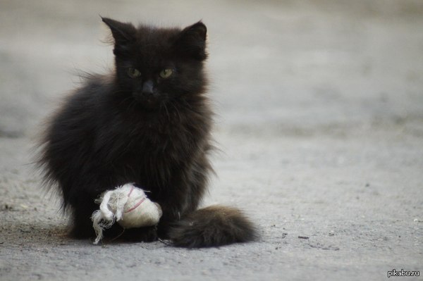 ������� ���� ����