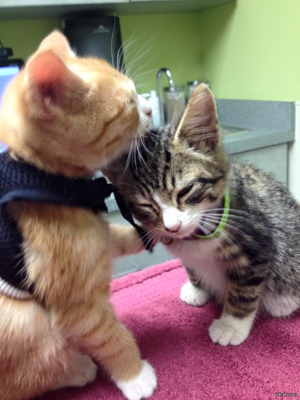 Не бойся, ветеринары, они..... Не злые!