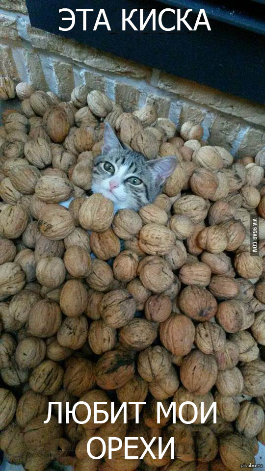 Можно котам орехи. Котик и орехи. Орешки кот. Кошачьи орехи. Котик орешек.