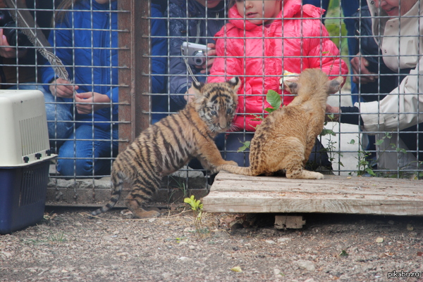 ������ � �������