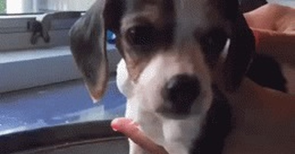 Я по-прежнему в воде? Плыть или бежать? Плыть? Бежать? | Пикабу