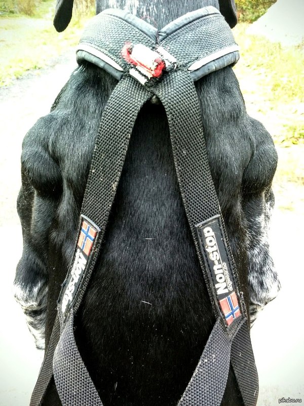 Ездовой спорт суров!