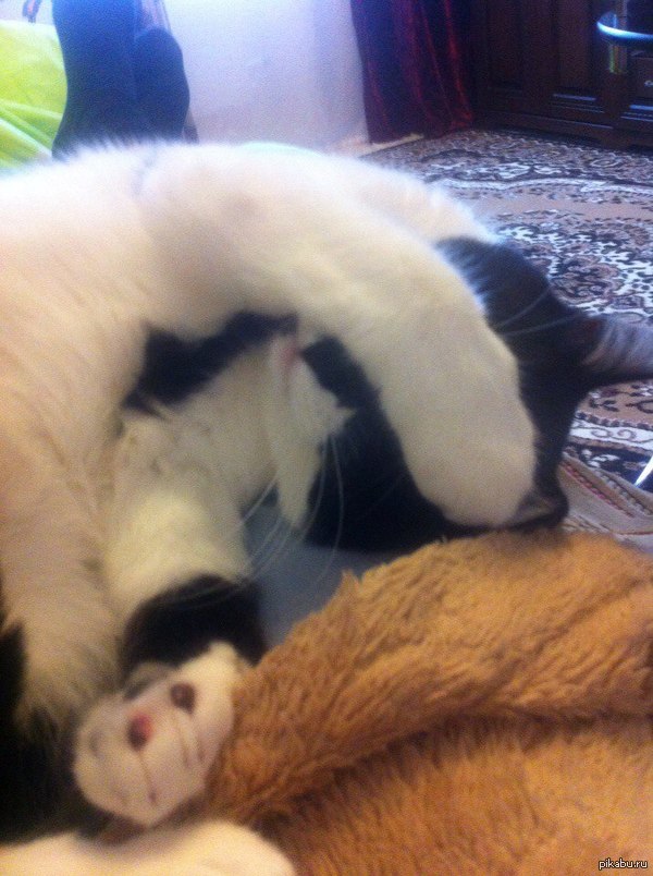 моя кошка | Пикабу