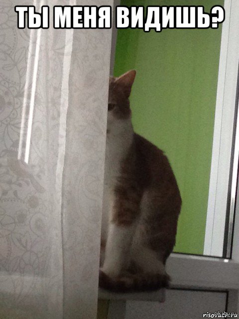 Коты невероятно тупы | Пикабу