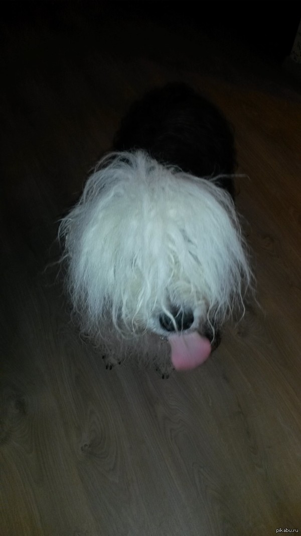 Двенадцатилетняя Шкода. После ванной :)