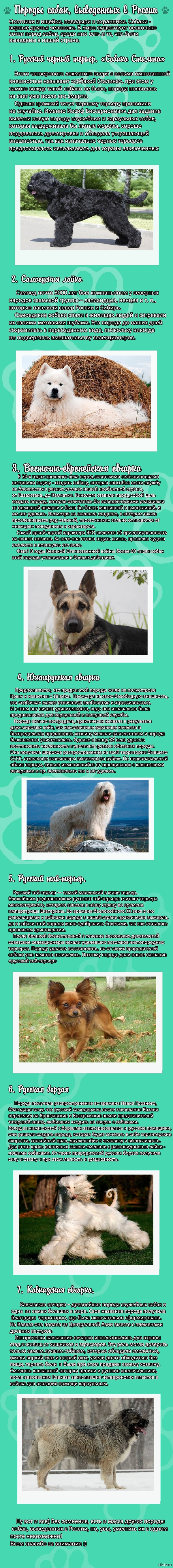 Интересные породы собак, выведенных в нашей стране