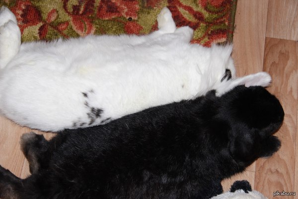 ������ �������� ����