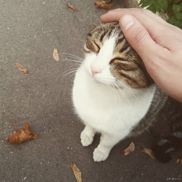 �������� ���� ����