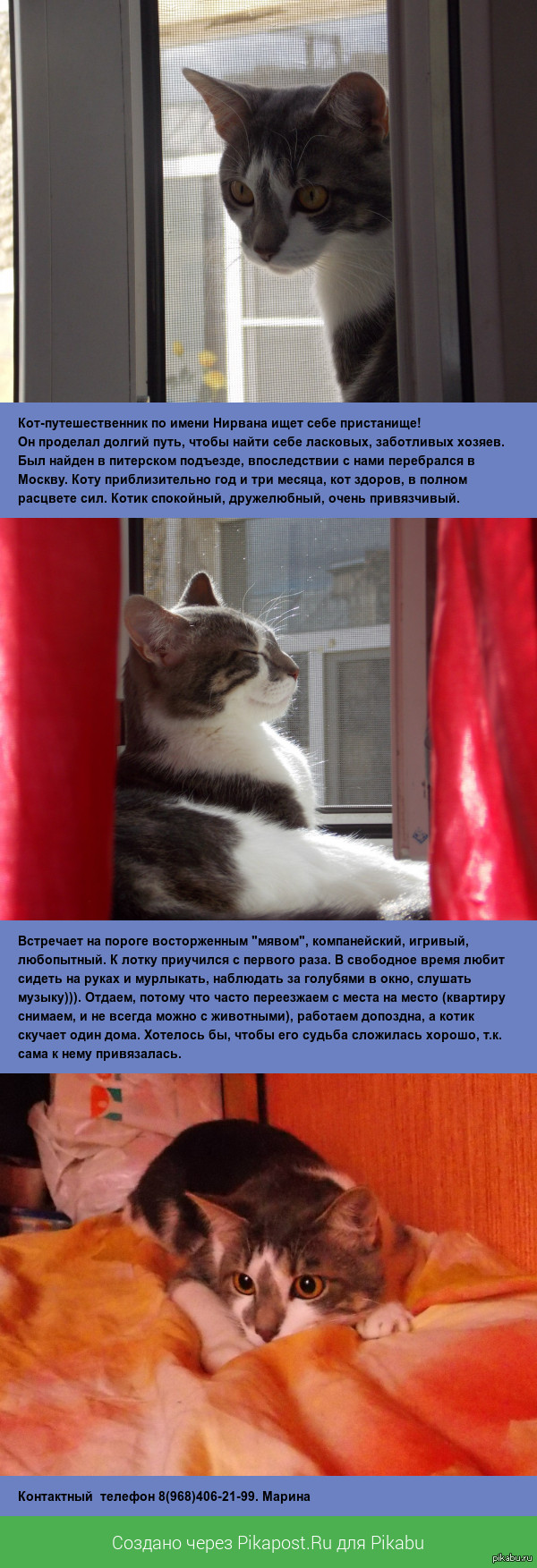 Москва. Отдадим котейку в добрые руки)