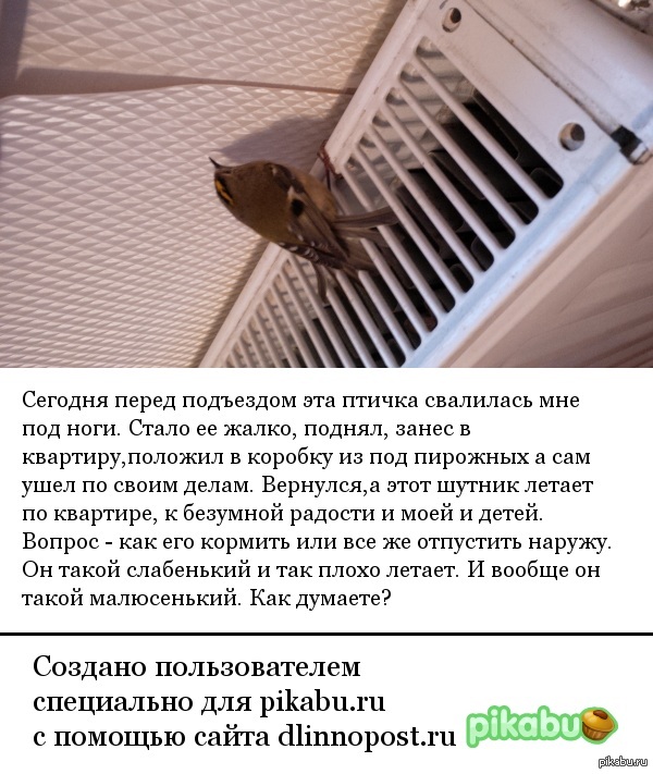 ������ �����