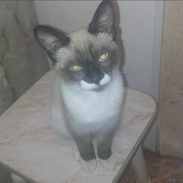 ��������� ���