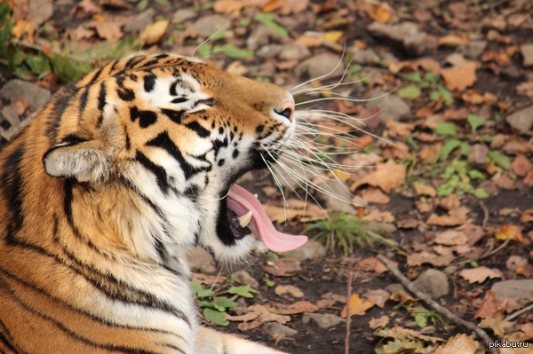 ������ ���� � �������, ���������� ����