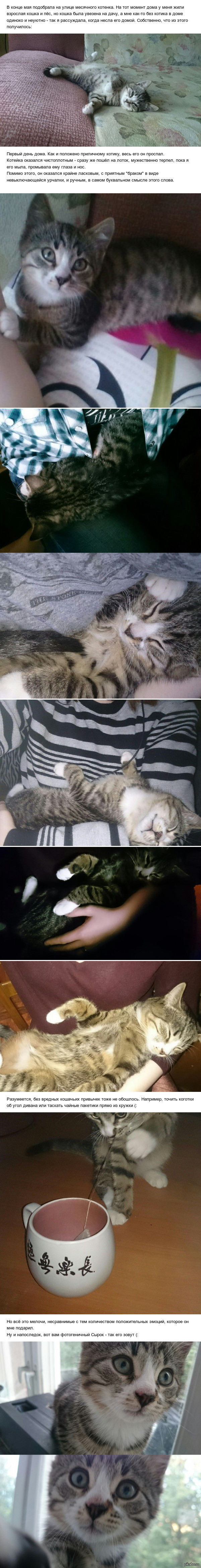 И ещё одного котика в Вашу ленту. :3