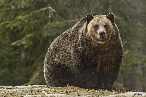 Ready for hibernation. - Power, The Bears, Nature, Animals