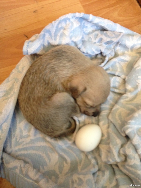 Вот такое чудо мы приютили у себя!!!