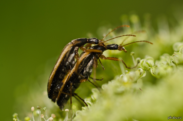 love in flowers - Plants, Love, Mating season, Reproduction, Insects, My, NSFW