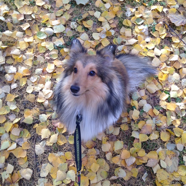 ��� ������