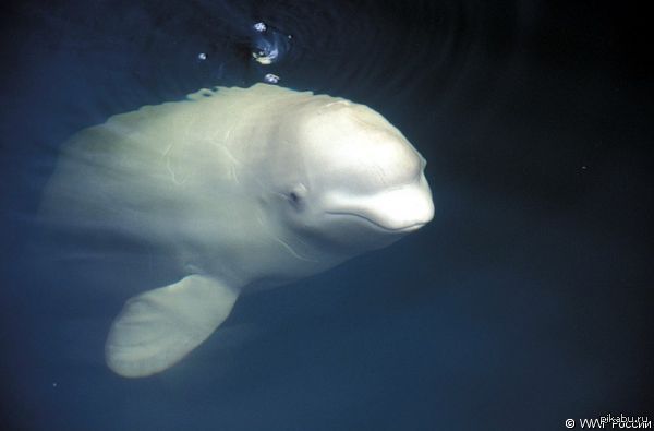 Coquettish white whale. - Belukha, Photo, Beluga whales