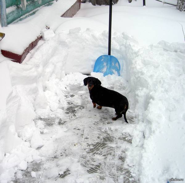 Winter has come to Omsk. - My, Snowfall, Omsk, Dachshund, Weather, Precipitation, Suddenly, Suddenly