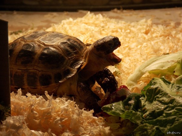 Доисторичесикй монстр над растерзанным трупом клубнички