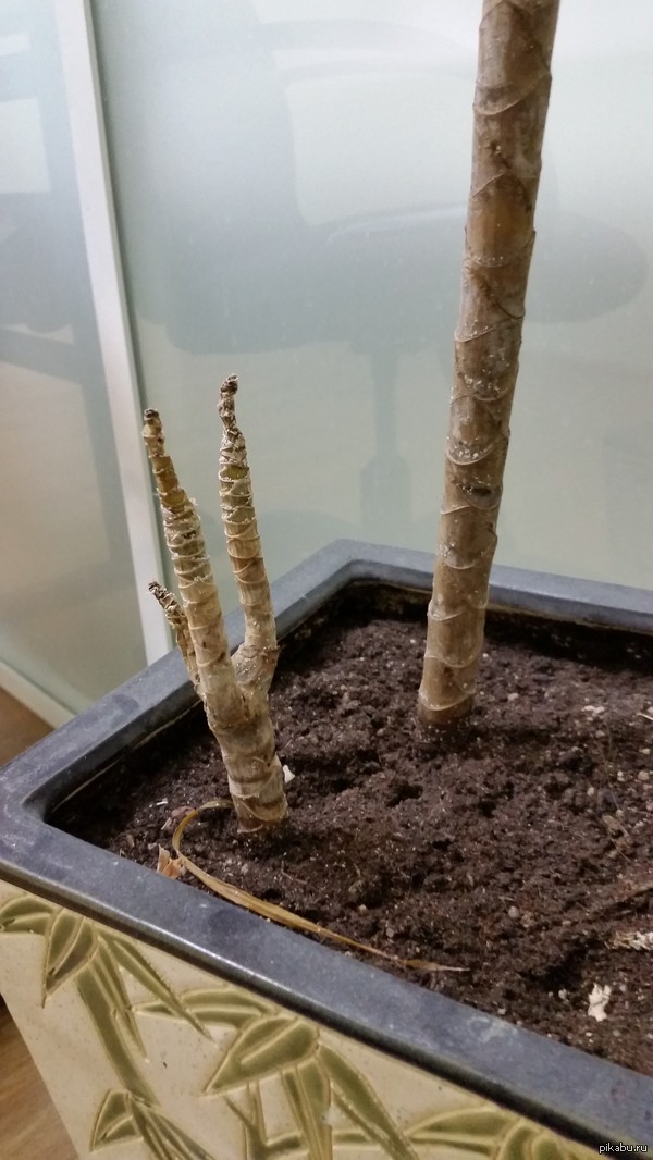 На работе в горшке похоронили курицу