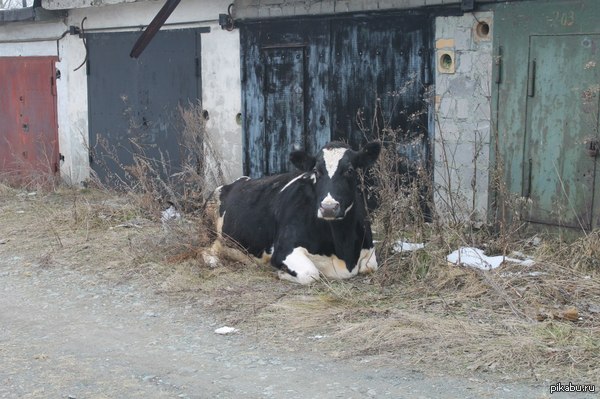 ��������� ����������