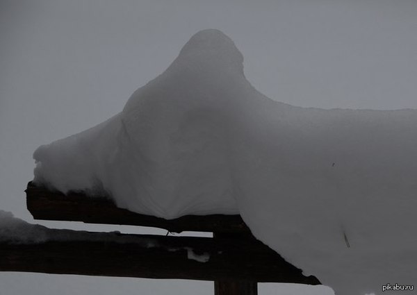 "Всю ночь была метель, утром показалось что медведь лежит на заборе присыпанный снегом"