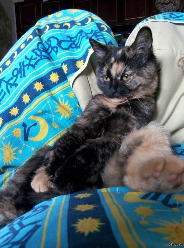 Кошечка ищет хозяина